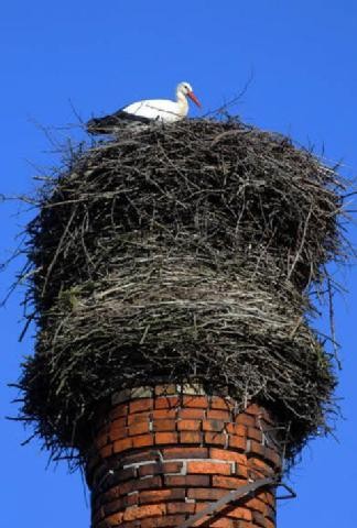 Un nid d'oiseau dans la cheminée, que faire ? 